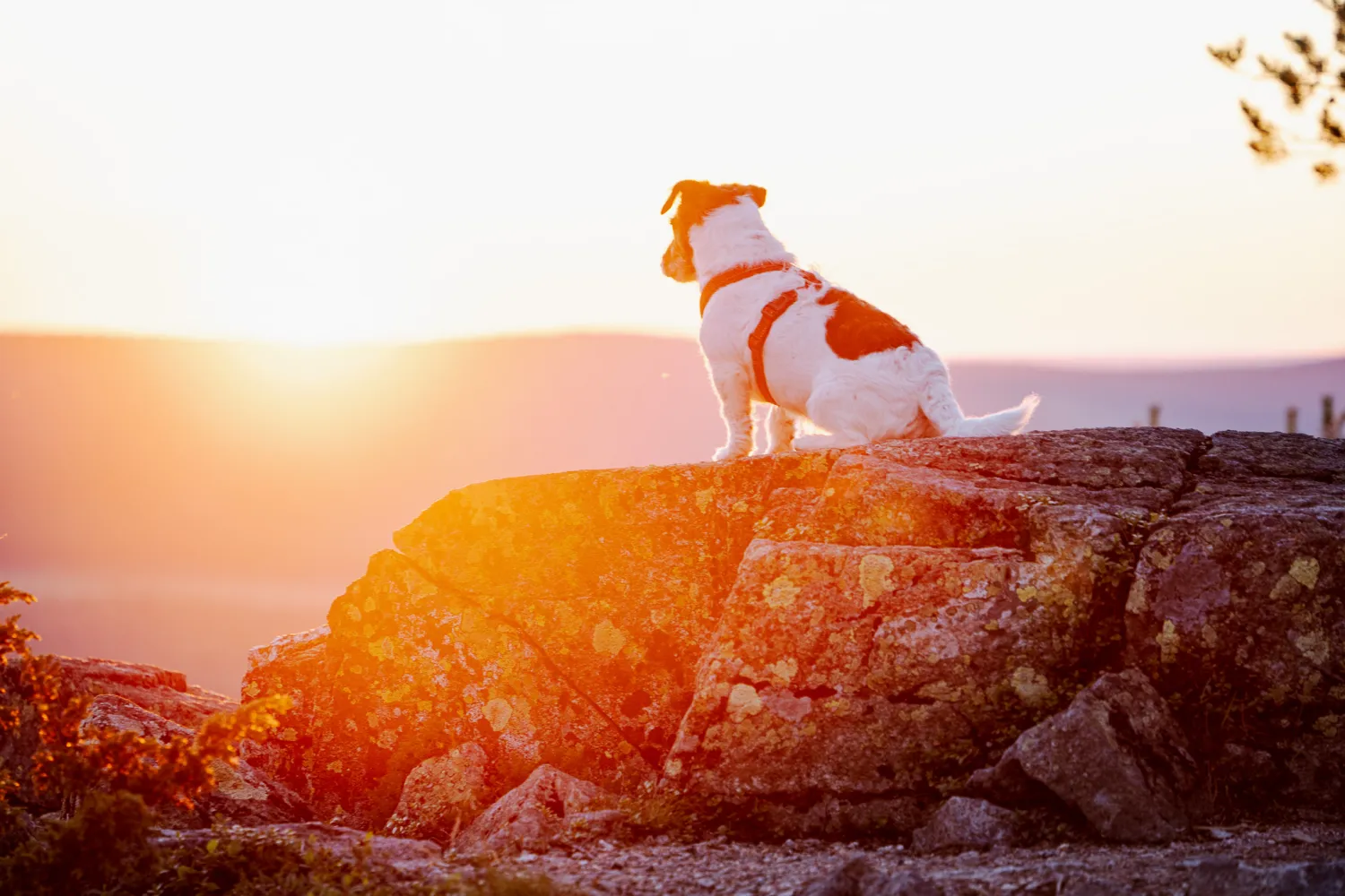 koira auringonlaskua ihastelemassa