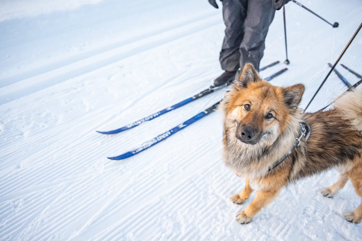 koira mukana ladulla syötteellä