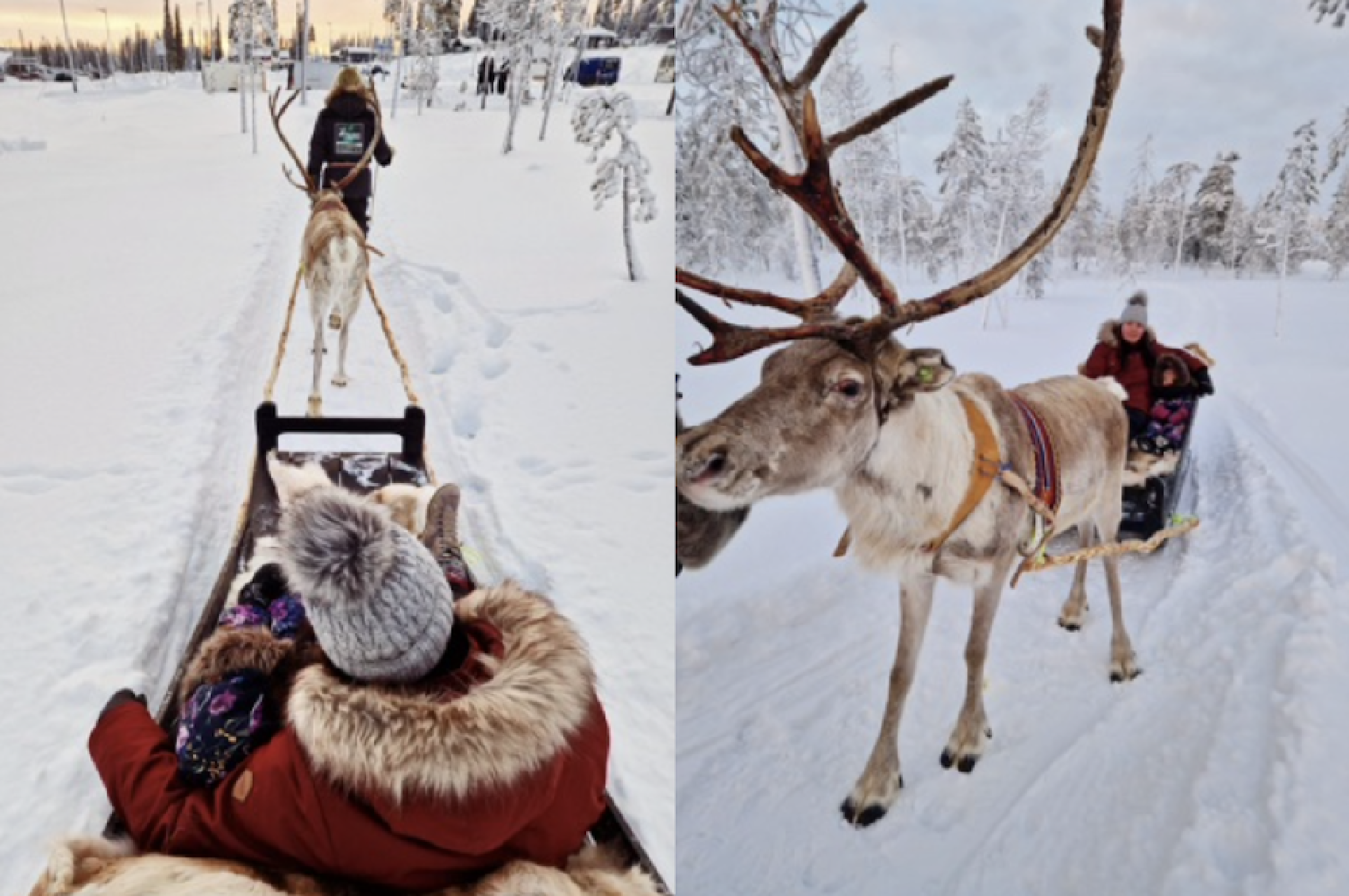 Get to know our local livelyhood and enjoy a reindeer sleigh ride
