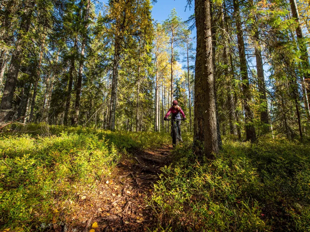 mtb iso-syötteen polulla
