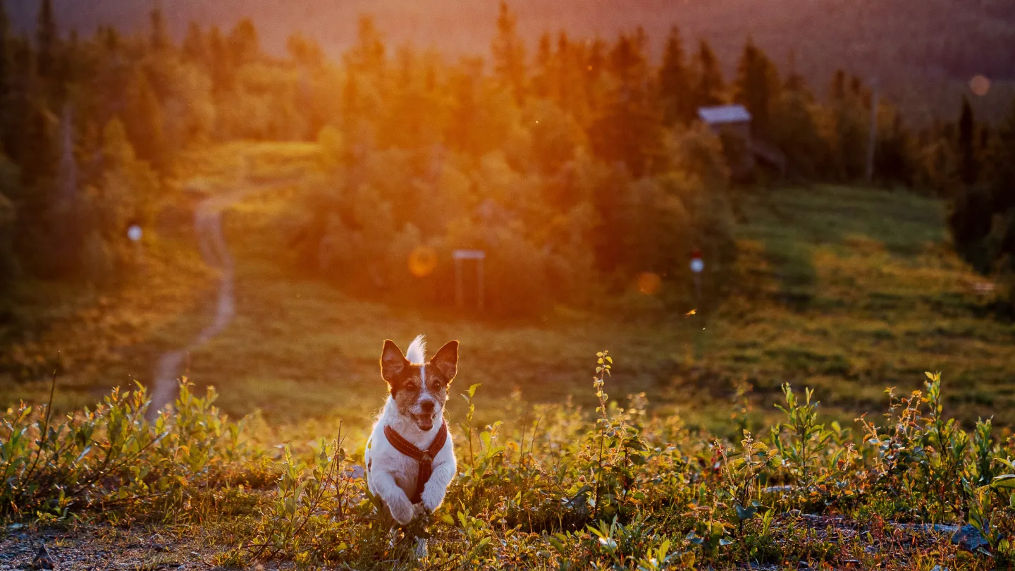hertta-koira juoksemassa auringonlaskussa tunturin huipulla keskikesällä