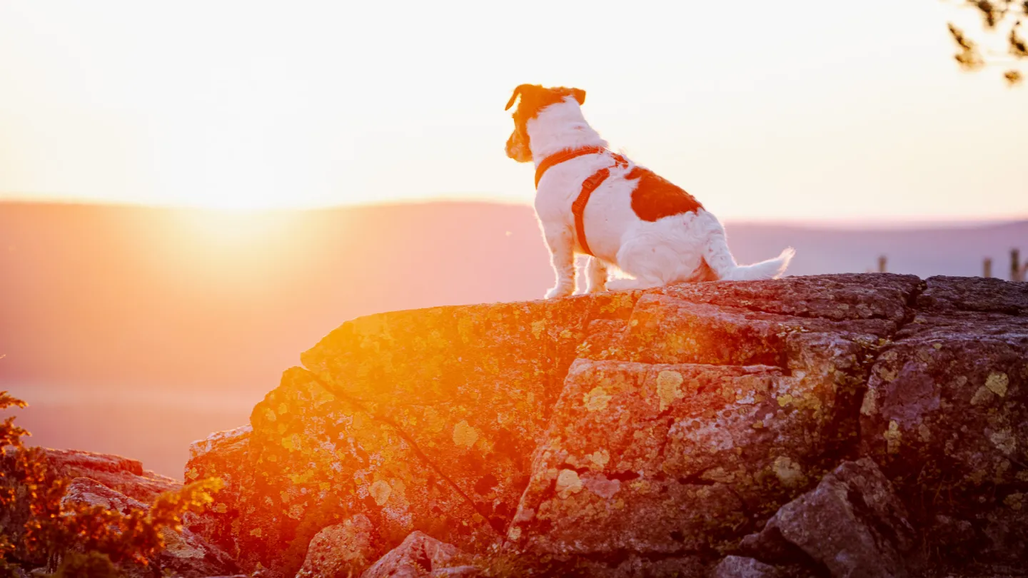 koira auringonlaskua ihastelemassa