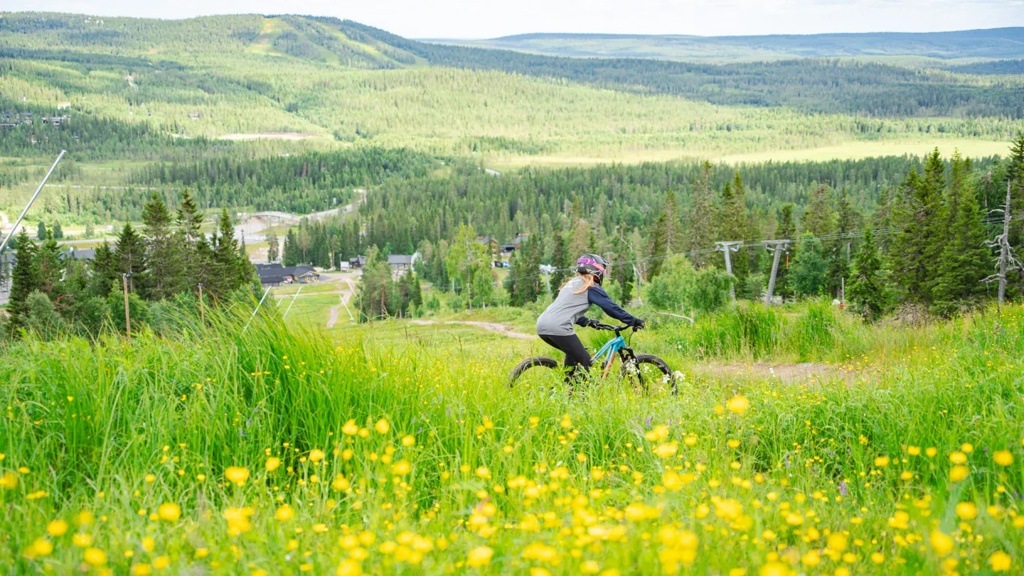 Bike Parkissa ajoa, keltaisia niittykukkia tunturimaisemassa